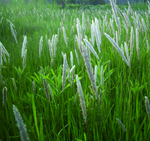 中药白茅根功效和副作用介绍