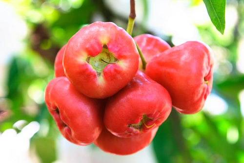 莲雾的营养价值与功效 孕妇能吃莲雾吗