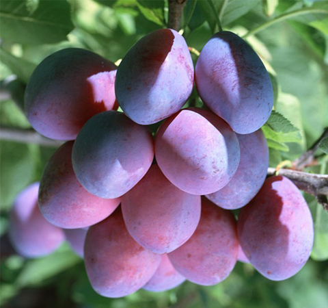 健康过夏天 夏季饮食健康小常识介绍