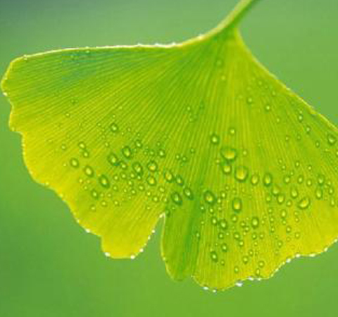 遵医嘱服用 银杏叶片的副作用介绍