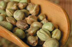 火麻仁副作用和不良反应及使用禁忌