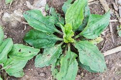 多吃会伤肝肾 车前草的副作用有哪些