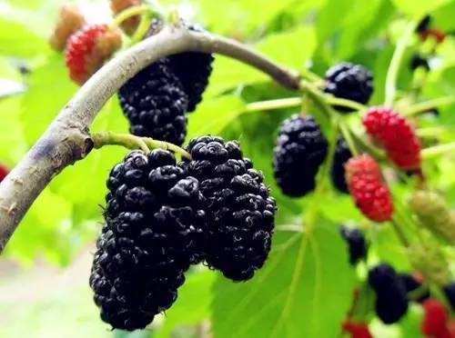 桑果的功效有哪些 这些人不宜食桑果