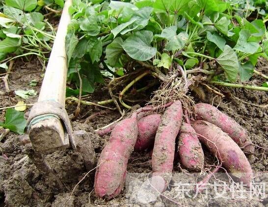 红薯不能和什么一起吃 吃红薯可导致的四种危害