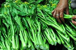广东菜心的做法 食用菜心要注意什么