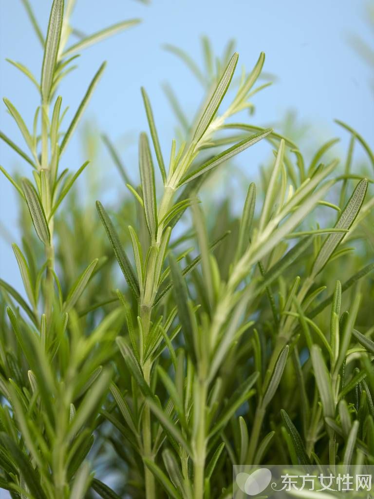 迷迭香的功效与作用 迷迭香还能这么食用