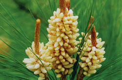 洁白皮肤 松花粉的副作用及功效介绍