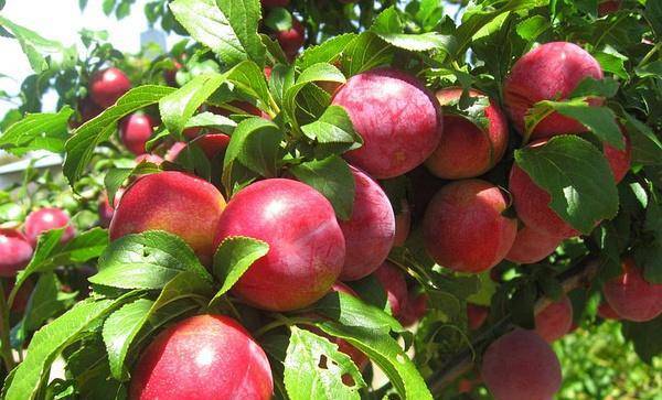 油桃的功效与作用 油桃的食用禁忌须知