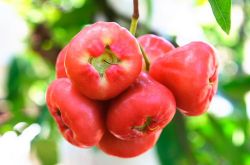 莲雾的营养价值与功效 孕妇能吃莲雾吗