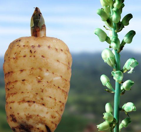 天麻的功效与作用有哪些 该如何食用