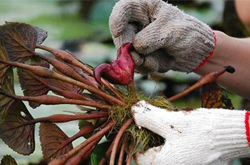 细说菱角粉的功效和作用有哪些