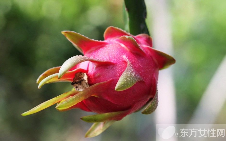 吃火龙果的好处和坏处 教你如何挑选火龙果