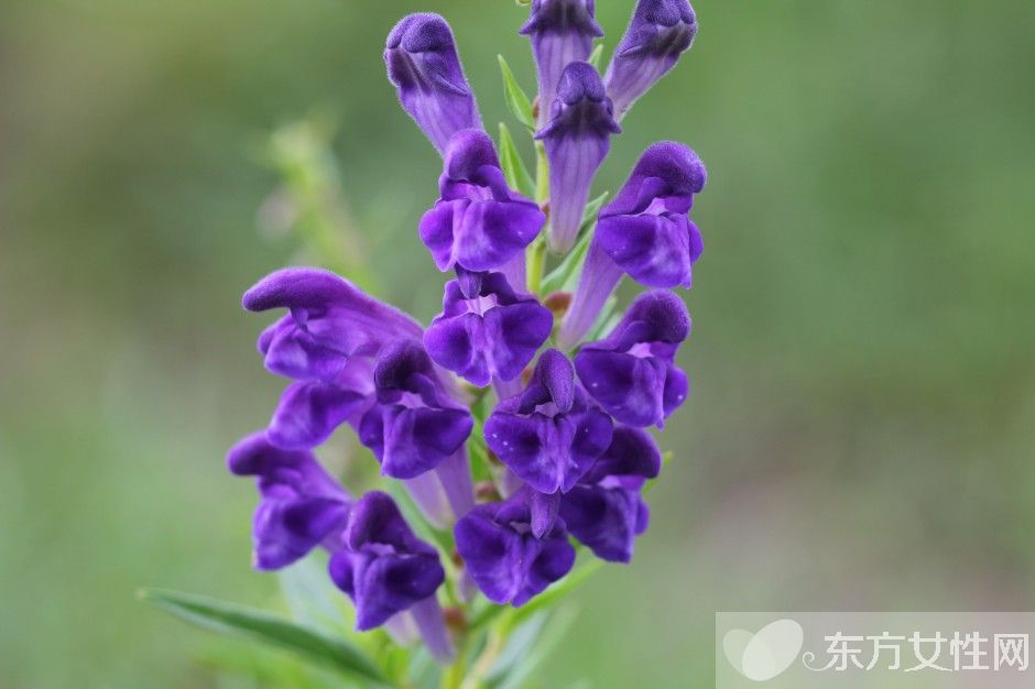 治疗扁平疣的三大偏方 扁平疣有什么危害