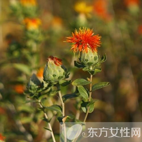 红花片的功效与作用 揭秘红花片的食用禁忌及方法