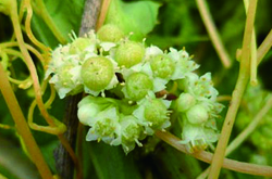 菟丝子的功效与作用及食用方法