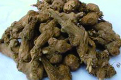 生地的功效和作用及食用方法