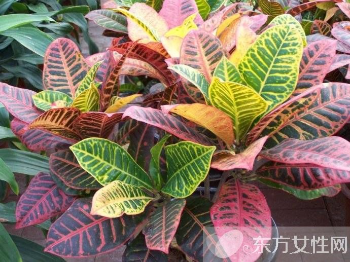 有毒植物有哪些 绝对不能碰的有毒植物