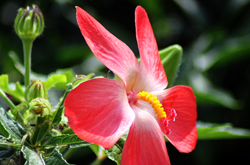 人参花的功效     延缓衰老抗肿瘤