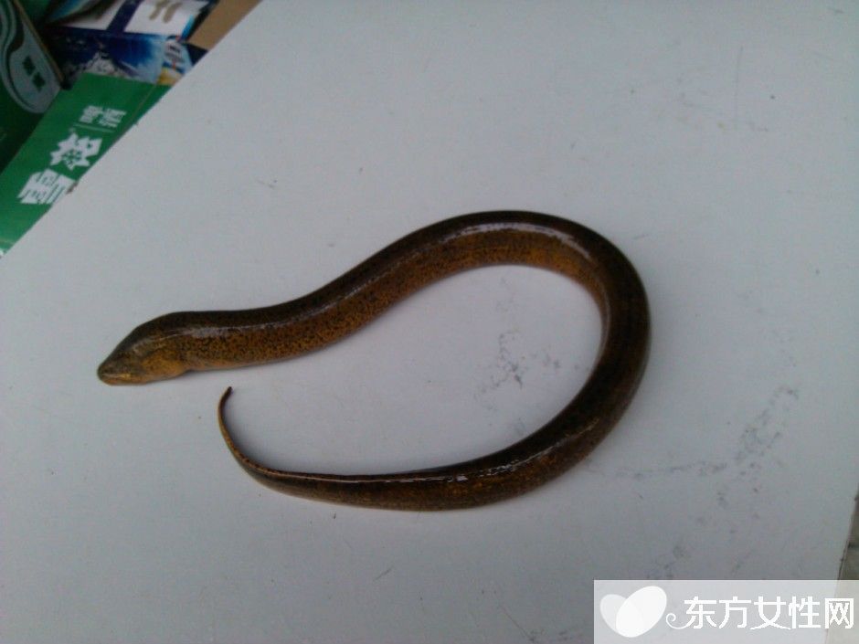 黄鳝怎么做好吃 黄鳝的营养价值