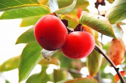 柿子的热量高吗 吃柿子的4大注意事项需警惕