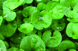 脾胃徐者慎用 细说金钱草的副作用