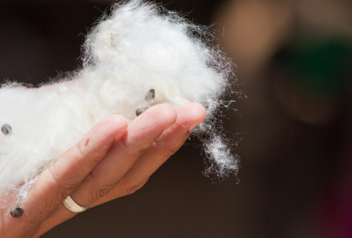 揭木棉花的功效与作用 原来它凉茶配方之一