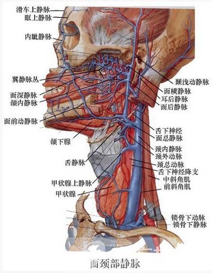 静脉曲张怎么预防 静脉曲张的病因是什么