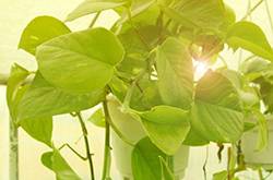 怎样种植绿萝 绿萝换盆的注意事项