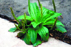 车前草的作用是什么 对心血管系统有疗效