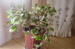 长青藤的养殖方法介绍 常青藤怎么繁殖