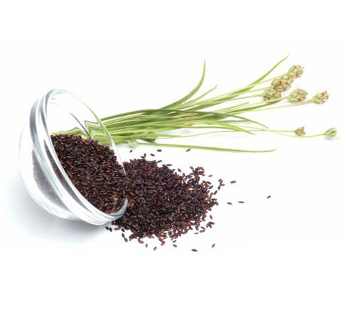 车前子的功效与作用有哪些 有何禁忌