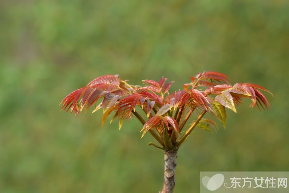 香椿的营养价值及做法大全 孕妇能吃香椿吗
