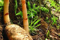 细数天麻的功效与作用及食用方法