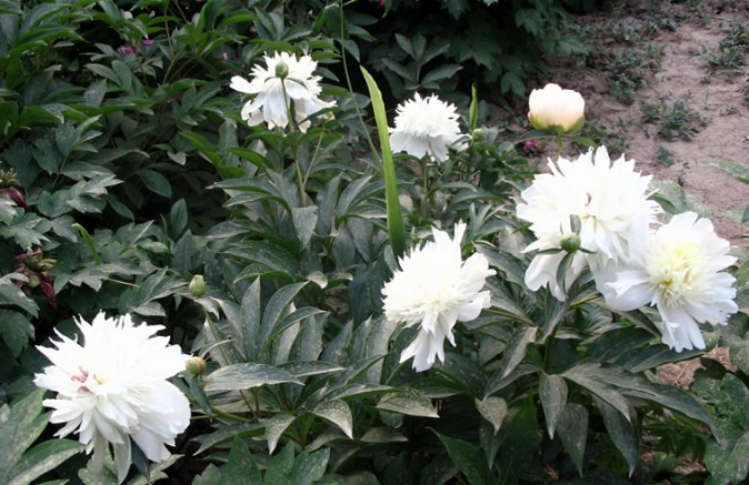 简单介绍白芍的作用与功效