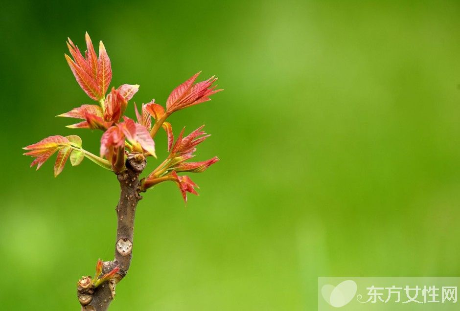 香椿的营养价值及做法大全 孕妇能吃香椿吗