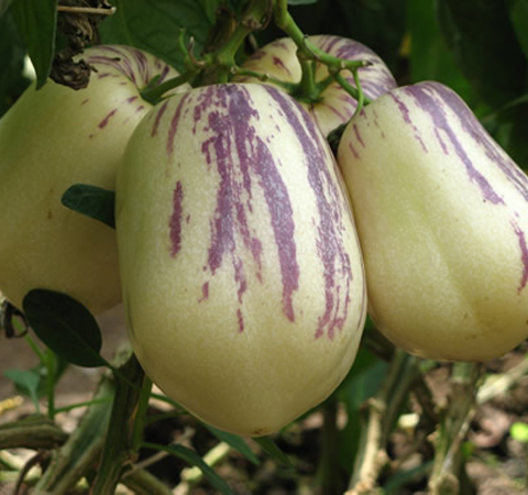 人参果的作用与功效有哪些 揭人参果食用方法