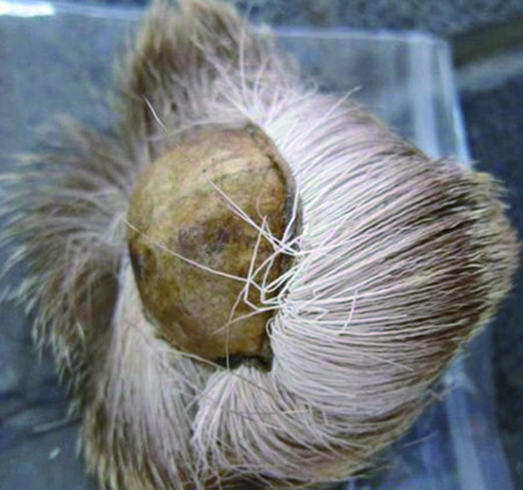 麝香是什么 麝香的功效与作用及毒性作用