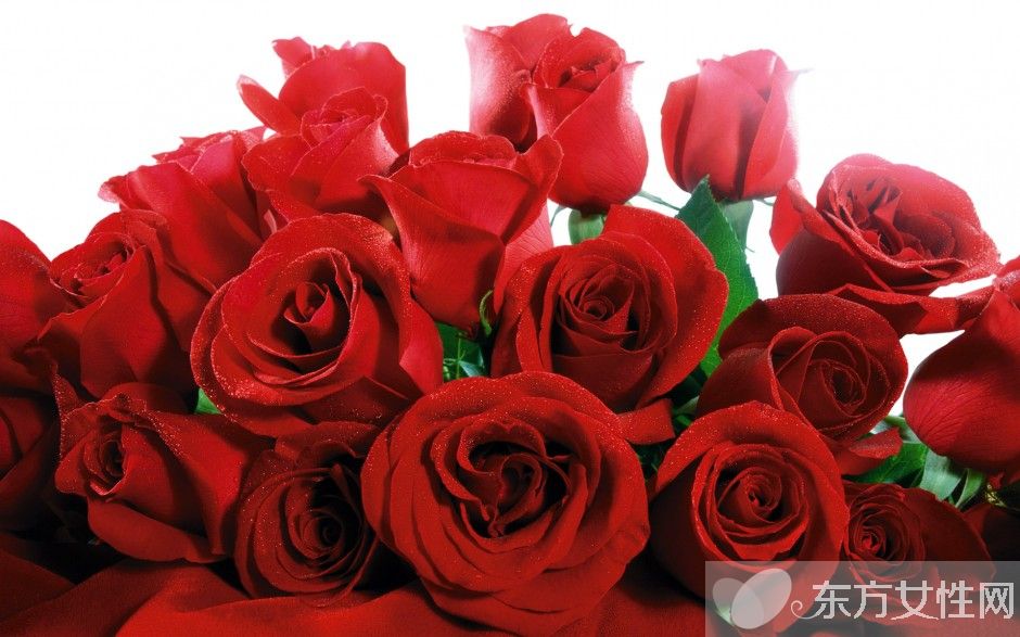 玫瑰花怎么保存时间长  玫瑰花的花语是什么