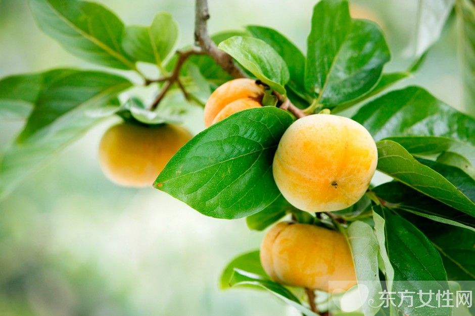 柿子的热量高吗 吃柿子的4大注意事项需警惕