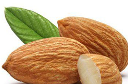 揭苦杏仁的功效与作用 糖尿病人要多吃