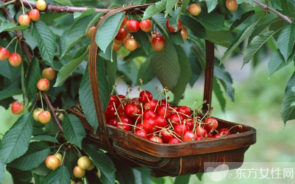 樱桃的营养价值是什么 吃樱桃有哪些好处和坏处