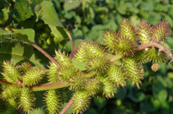 苍耳子的功效与作用 揭苍耳子的禁忌