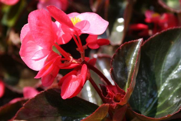 四季秋海棠怎么养 四季秋海棠养殖注意事项揭秘