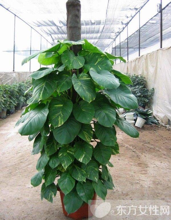 怎样种植绿萝 绿萝换盆的注意事项