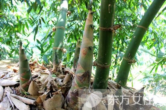 竹笋怎么剥皮 竹笋不能和什么一起吃