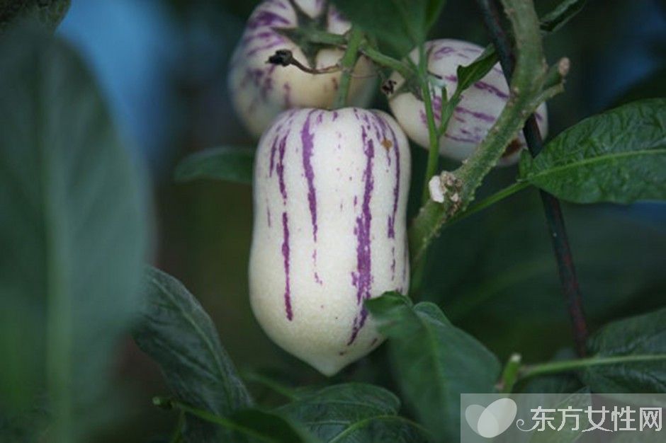 人参果的作用有哪些 孕妇能吃人参果吗