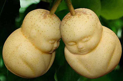 人参果的作用与功效有哪些 揭人参果食用方法