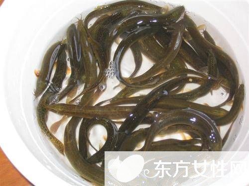 黄鳝怎么做好吃 黄鳝的营养价值