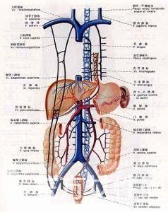 静脉曲张怎么预防 静脉曲张的病因是什么