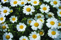 白菊花的功效与作用 白菊花有哪些泡法